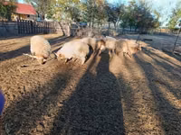 Sheep, Racka sheep — photo 3