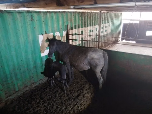 Mare, Horses — Kazakhstan