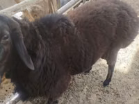 Ram, Sheep — photo 5