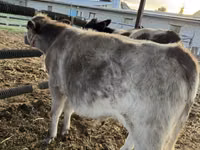 Cattle (batch, sex not specified), Belgian Blue — photo 1