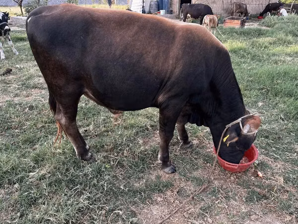 Bull, Swiss cattle