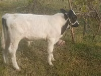 Lo’, Russian Black pied cattle — sawirka 4