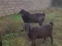 Ri’ lab, Goats — sawirka 1