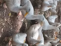 Pekin german — foto 2