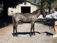 암말, Rocky Mountain Horse — 사진 6