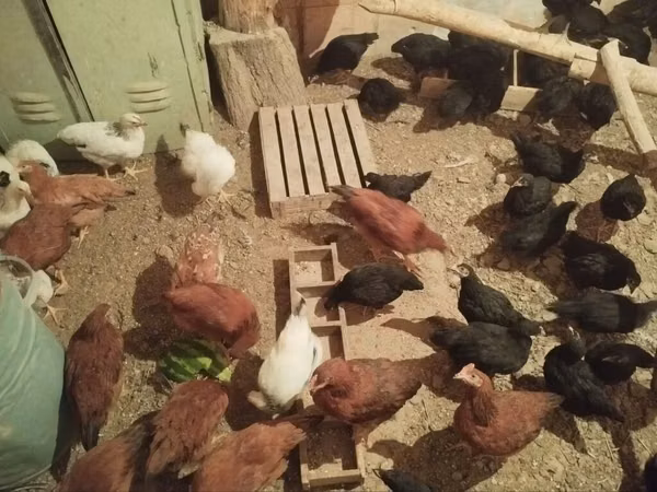 Chickens — কিরগিজিস্তান