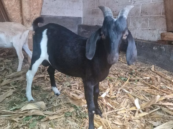 Billy Goat, Nubian Goat — Moldova