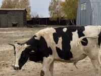 公牛, Holstein breed — 照片 7