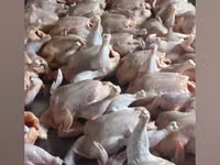 Chickens — sawirka 2