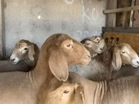 암양, Arashan sheep — 사진 3