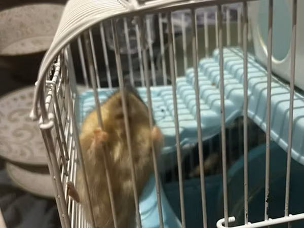 7 ədəd hamster və qəfəs dəsti - Növ: xırda ev heyvanı (hamster) -