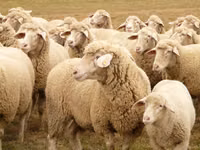 母羊, Sheep — 照片 5