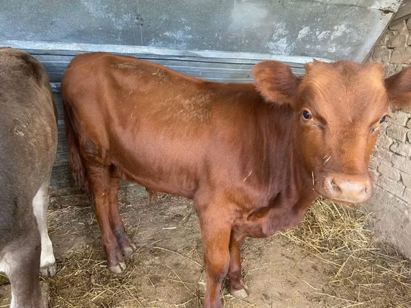公牛, Swiss cattle — 哈萨克斯坦