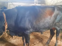 सांड, मवेशी — फ़ोटो 3