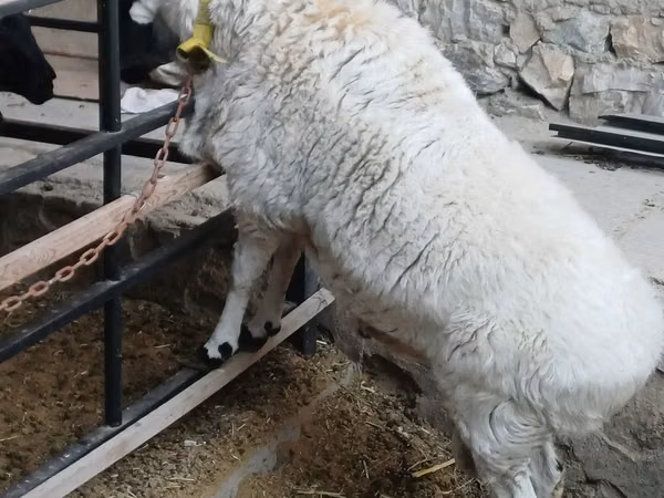 Ram, Sheep — Uzbekistan
