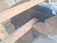 Sheep, Sheep — photo 1