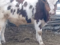 सांड, Simmental cattle — फ़ोटो 1
