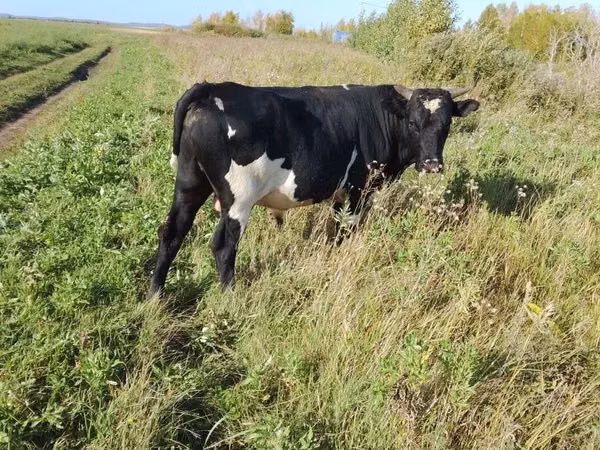 公牛, Russian Black pied cattle — 哈萨克斯坦
