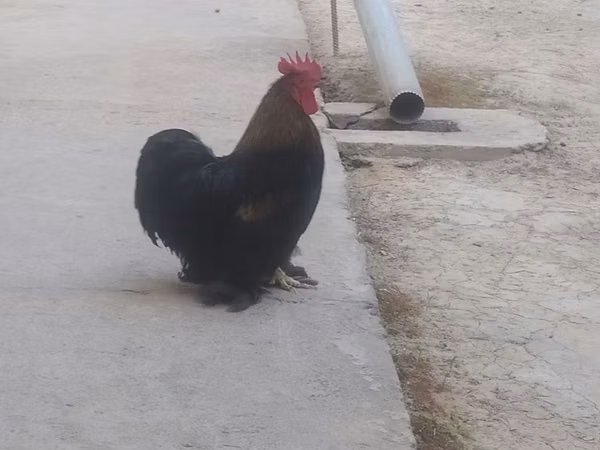 Chickens — Uzbekistan