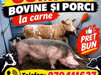 İnək, Simmental cattle — foto 1