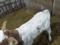 雌牛, Simmental cattle — 写真 2
