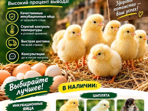 Chickens — Uzbekistan