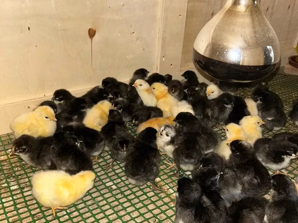 Chickens — جمهوری آذربایجان