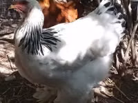Brahma — photo 2