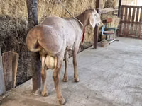 Ram, Arashan sheep — photo 6