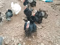 Turkeys — تصویر 3