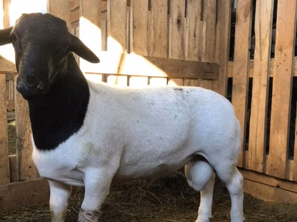 قوچ, Dorper sheep