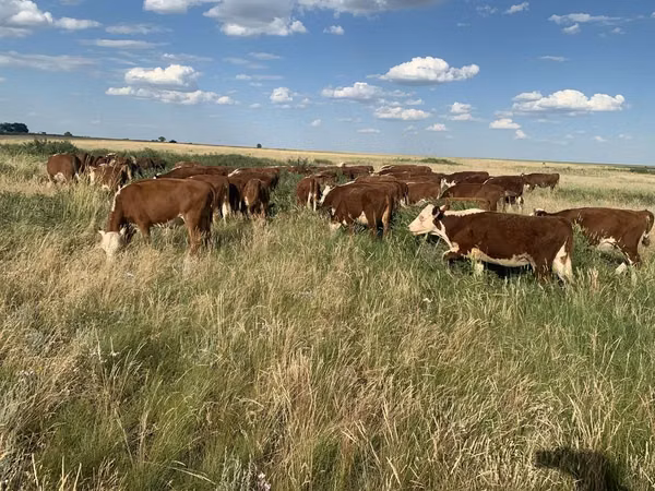 Cow, Hereford — Kazakhstan