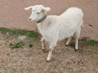 Goat, Goats — photo 2