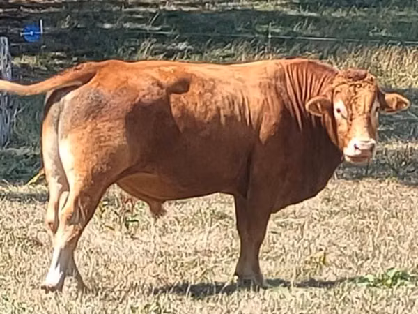 Bull, Limousin cow — United Kingdom