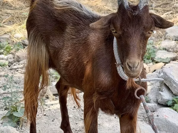 Goat, Goats — Uzbekistan