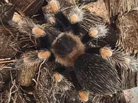 Məhsul: Seçmə tarantula balaları (sling) Növlər: - Brachypelma vagans — 照片 2