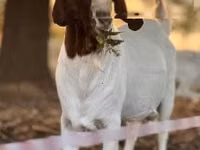 ፍየል, Boer goat — ፎቶ 4