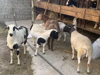 قوچ, Dorper sheep — عکس 1