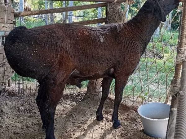 Ram, Sheep — Uzbekistan