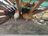 Chickens — عکس 3