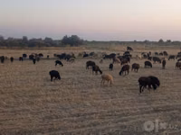 Sheep, Sheep — photo 2