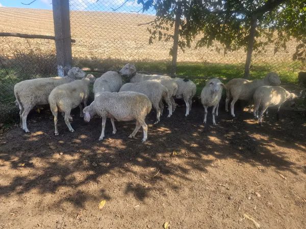 Sheep, Sheep — Moldova