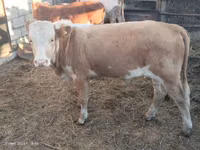 Bull, Simmental cattle — photo 2