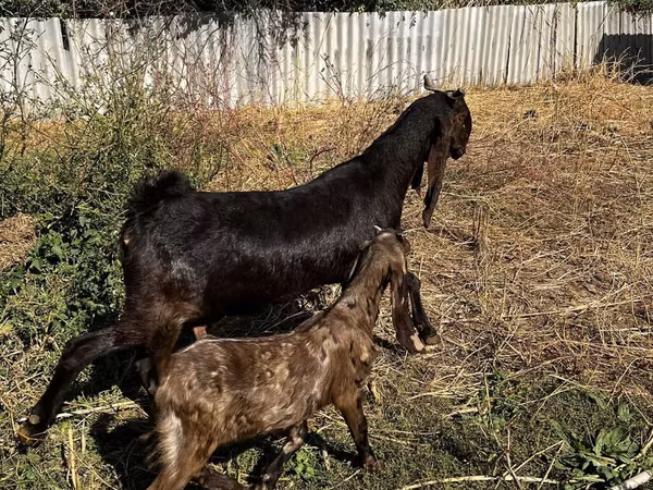 Коза, Kamori goats