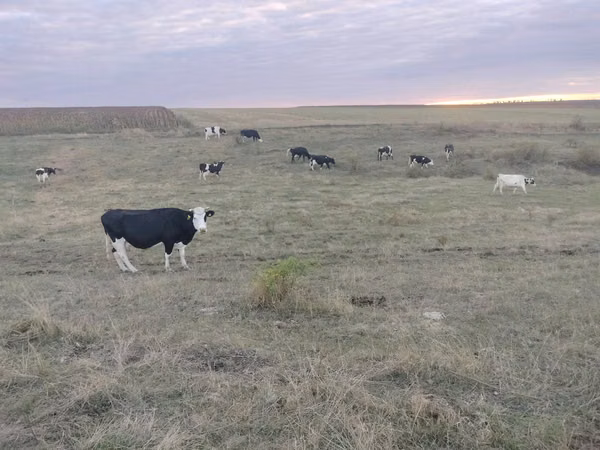 Cow, Holstein breed — Moldova