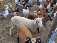 Sheep, Merino sheep — photo 2