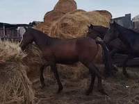 Hengst, Horse breed — Foto 7