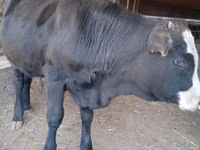 Bò cái, Latvian Blue cattle — ảnh 3