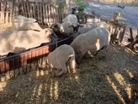 Ram, Sheep — photo 2