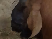 Kambing jantan, Nubian Goat — foto 3